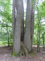 2018-05-24 10-08-15  Rando Fontainebleau FGn